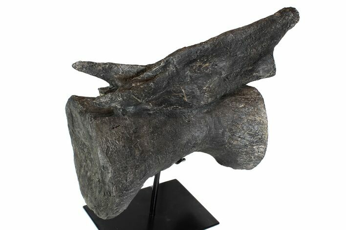 Dinosaur (Camarasaurus) Caudal Vertebra - Metal Stand #77928